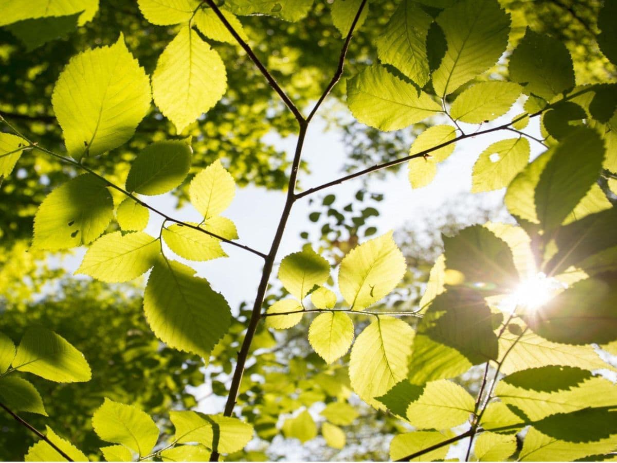 Sunlight filtering through fresh green leaves
